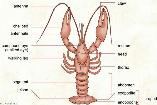 Figure 76. Morphology of crayfish (https://encrypted-tbn0.gstatic.com/images?