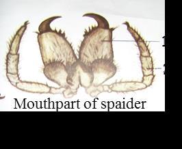 Figure 79. The structure of spider (http://www.everythingology.com/wp-content/uploads/2011/08/ 33-30b-SpiderAnatomy-L.