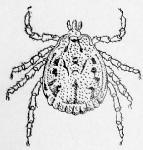 is branched to keeping of sucked blood. The oral organs include chelicerae and pedipalps. They have proboscis with hooklets. This proboscis is for biting and fixation in the host body.