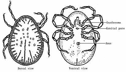 There is almost no sex dimorphism. The cycle of development includes from 2 to 7 stages of nymph.