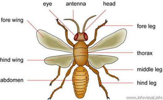 Figure 89. Morphology of flying insect The organs of sense are at the head, they are one pair of antennae, simple or compound eyes and a complex mouth apparatus. The Insecta have 6 pairs of legs.