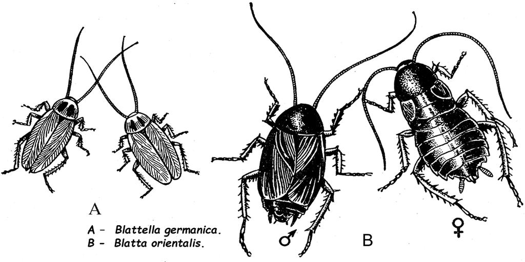 - temporary blood-sucking ectoparasites (mosquito); - constant blood-sucking parasites (lice); - tissue and cavity larval parasites (Wohlfahrtia fly or Blowfly); - synantropic species that are not