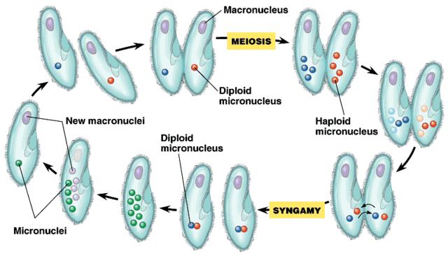 Figure 2. Sexual Reproduction by conjugation of paramecia (https://sharon-taxonomy2009- p2.wikispaces.com/file/view/paramecium.gif/95763626/640x379/paramecium.