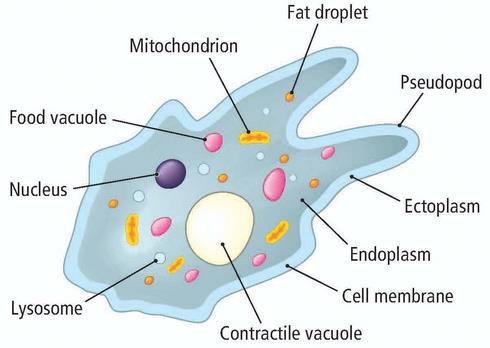 purpose as the eukaryotic cells of multicellular organisms. They have microscopic sizes and inconstant body form. Figure 3. The morphology of Amoeba (http://www.leavingcertbiology.
