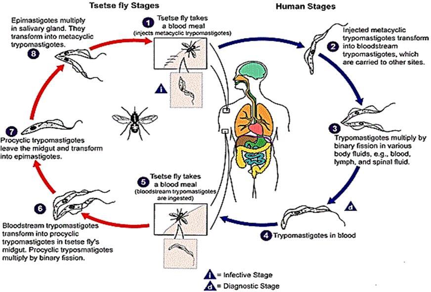 The epidemiological chains of sleeping sicknesses: reservoir is sick human, domestic and wild animals (antelopes); vector is tsetse fly; recipients are healthy humans and vertebrates. Figure 9.