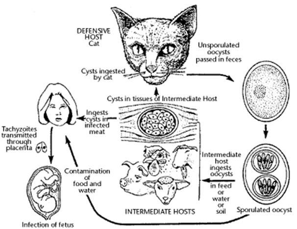 q=tbn:and9gcshfxgvi3shtqgg WFAjpwwhS7CvE1DB3mtttH5GgudPBI8dbOV7Hg) Life cycle of Toxoplasma