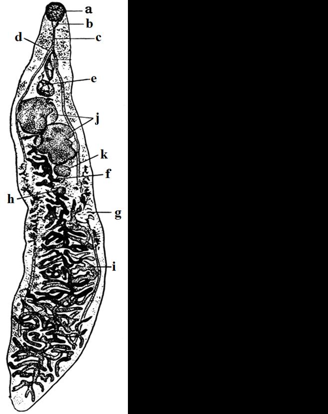 rior) intestine are mouth, gullet, esophagus. The esophagus bifurcates in front the ventral sucker into two of blind unbranched intestines. Figure 30.