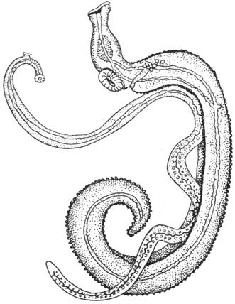 Schistosomiasis is also known as bilharzia, snail fever, and Katayama fever.