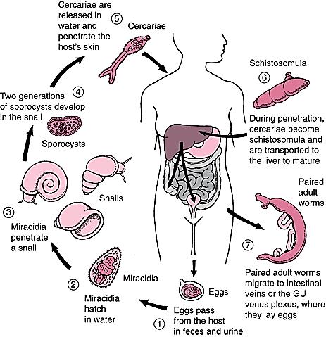 (fig. 35). Life Cycle. Schistosomes are biohelminths. Its life cycle is in two hosts Figure 35. Life Cycle of Schistosomes (http://www.articlesweb.