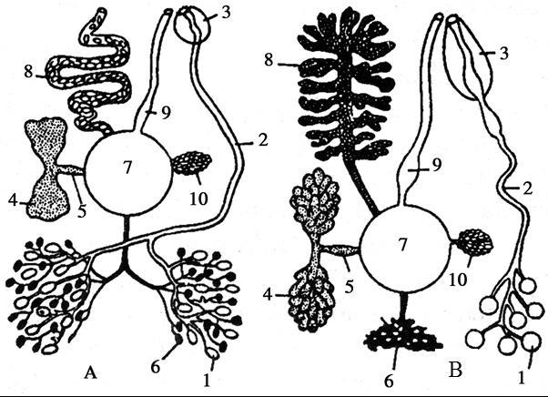 The pattern of excretory system is of protonephridial type. It is represented by terminal stellate-shaped cells and branching canals coming out from them.