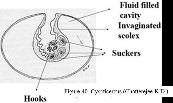 inside of the cyst (fig. 42); - multilocular (or alveolar) hydatid cyst is a larval stage of Alveococcus multilocularis (alveolar or multilocular hydatid worm).
