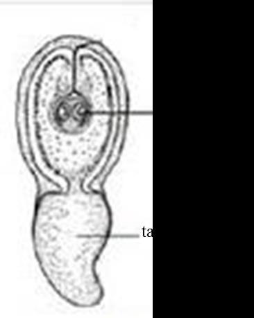 (the fish tapeworm or the broad tapeworm). Plerocercoid is a wormshaped larva of white colour, there are two suction grooves (bothria) on the front end (fig. 43). Figure 40.