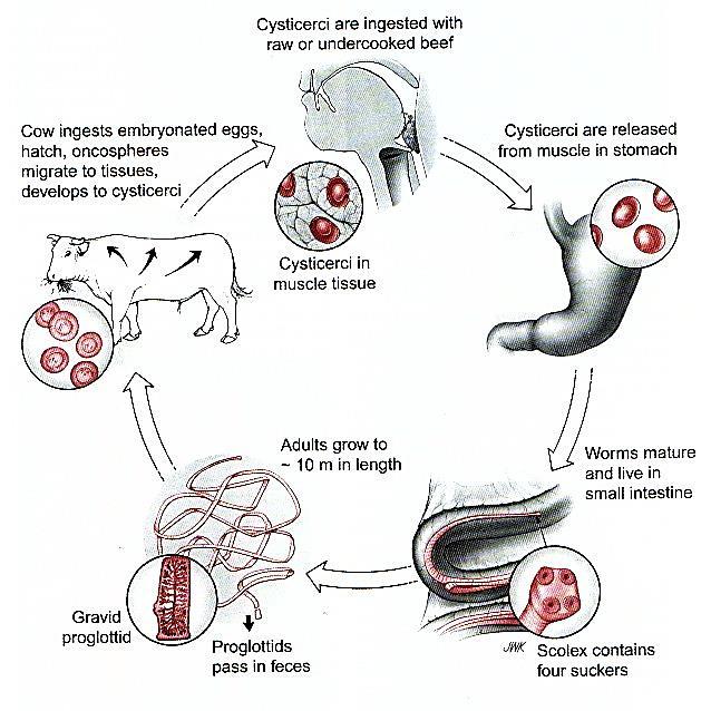 host); larval stage (Cyscticercus) (in the muscles of an intermediate host); adult worm (in the intestine of a final host). Figure 44. Life cycle of Taeniarhynchus saginatus (https://o.quizlet.