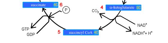 Krebs Cycle (aerobic) Respiratory Chain Phosphorylation Electron transfer ultimately reduces O 2 to H 2 O, but some of the energy liberated in the process is conserved as ATP (3 ATP produced per