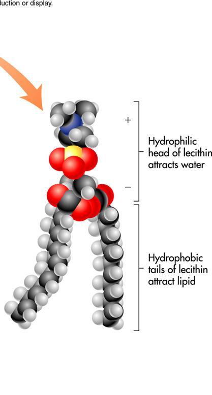 PHOSPHOLIPIDS Hydrophobic and Hydrophillic Ends Functions Component of cell membranes