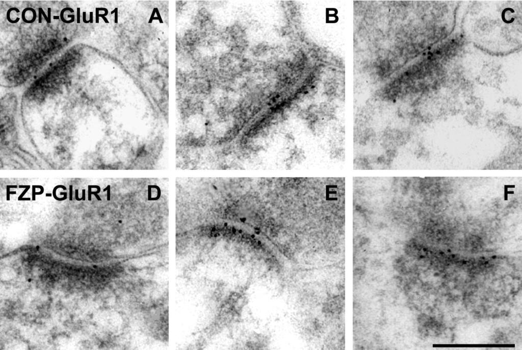 838 P. DAS ET AL. Fig. 2. Electron micrographs of AMPAR GluR1 subunit immunogold labeling in hippocampal CA1 SR from control and FZPwithdrawn rats.