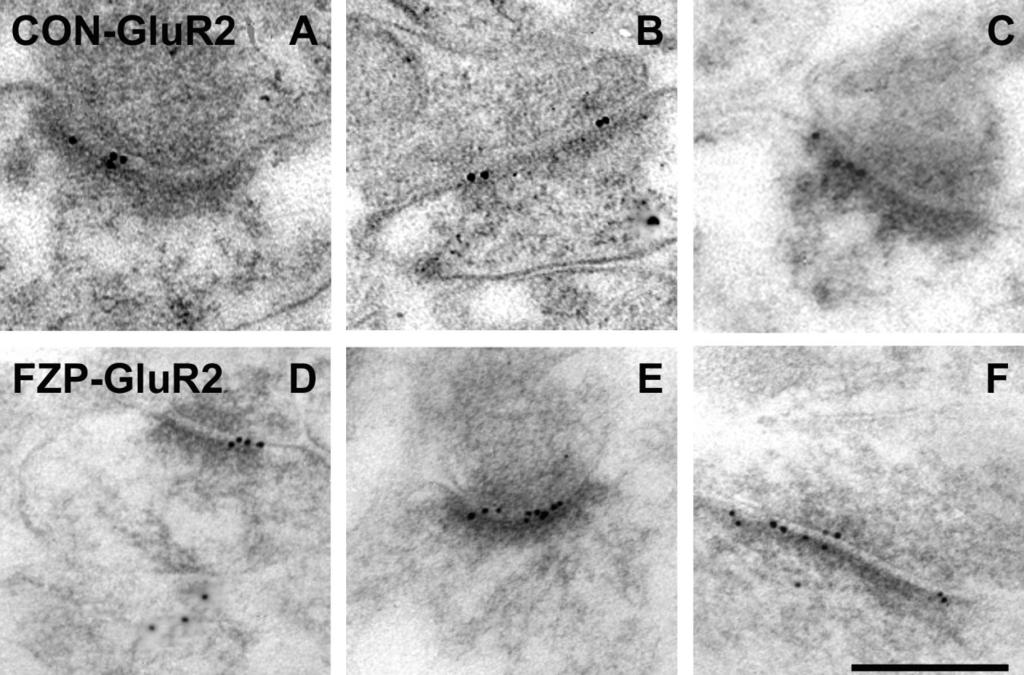 840 P. DAS ET AL. Fig. 4. Electron micrographs of AMPAR GluR2 subunit immunogold labeling in hippocampal CA1 SR from control and FZPwithdrawn rats.