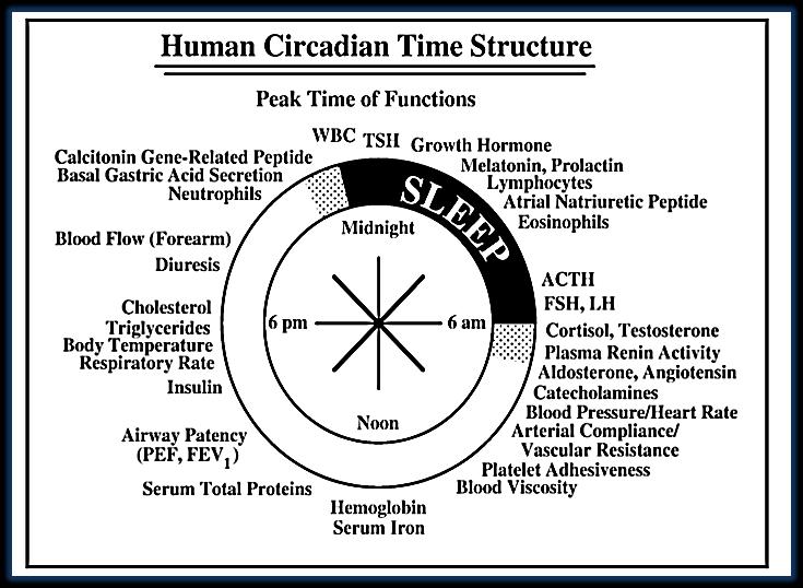 Figure 1: Human circadian time structure. Figure 2: Supra chiasmatic nuclei (SCN) controlling circadian rhythm.