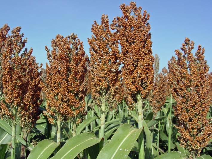 Sorghum as a Feedstock for Biobased Products Adaptable to almost all temperate and tropical
