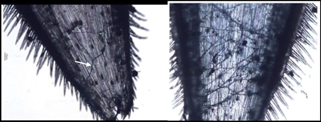Figure 4 : Hyphae of F. graminearum on the surface of an oat palea one day after inoculation (left, arrow) and hyphal network on an oat palea four days after inoculation (right).