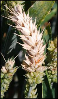 become covered with white mycelium ( tombstone kernels ) (fig. 5D) and sometimes infected spikelets do not develop grain at all (Bushnell et al., 2003).