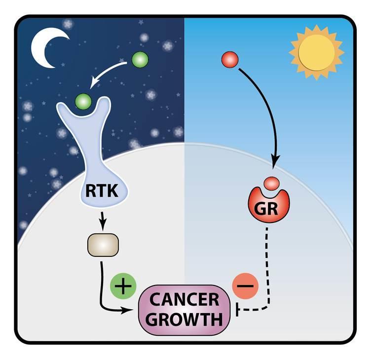 Take-home Messages #3: #3: Circadian Regulation Regulation of EGFR of Signaling EGFR Glucocorticoid block EGF-induced migration of mammary cells by suppressing the activators and activating the
