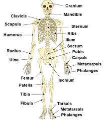 Functions of Skeletal System: Protection - the cranium and ribs protect the brain and vital organs in the chest. Shape - gives shape to the body and makes you tall or short.