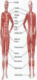 When the muscles contract the bones move. Blood production - red blood cells (to carry oxygen) and white blood cells (to protect against infection) are produced in the bone marrow of some bones.