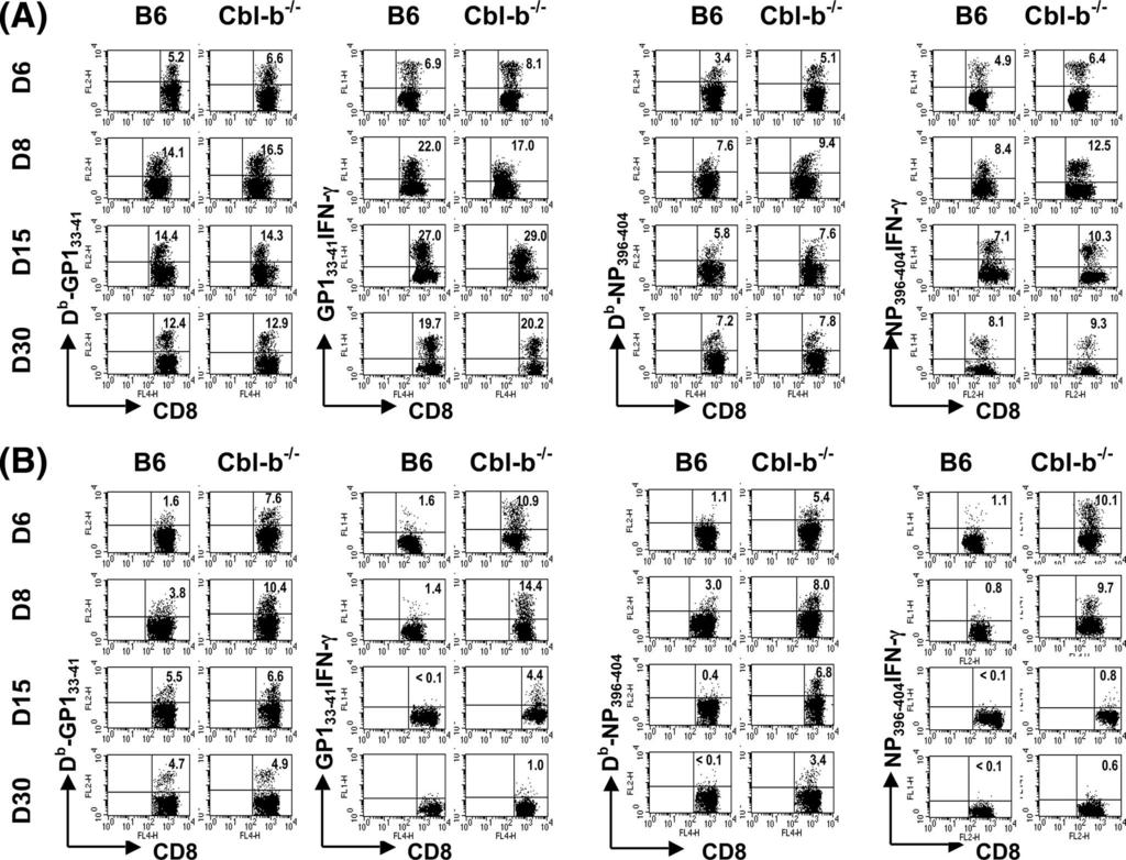 3356 OU ET AL. J. VIROL. FIG. 2. Profiles of virus-specific CD8 T-cell expansion and functional inactivation during acute or chronic infection of Cbl-b / and control B6 mice.