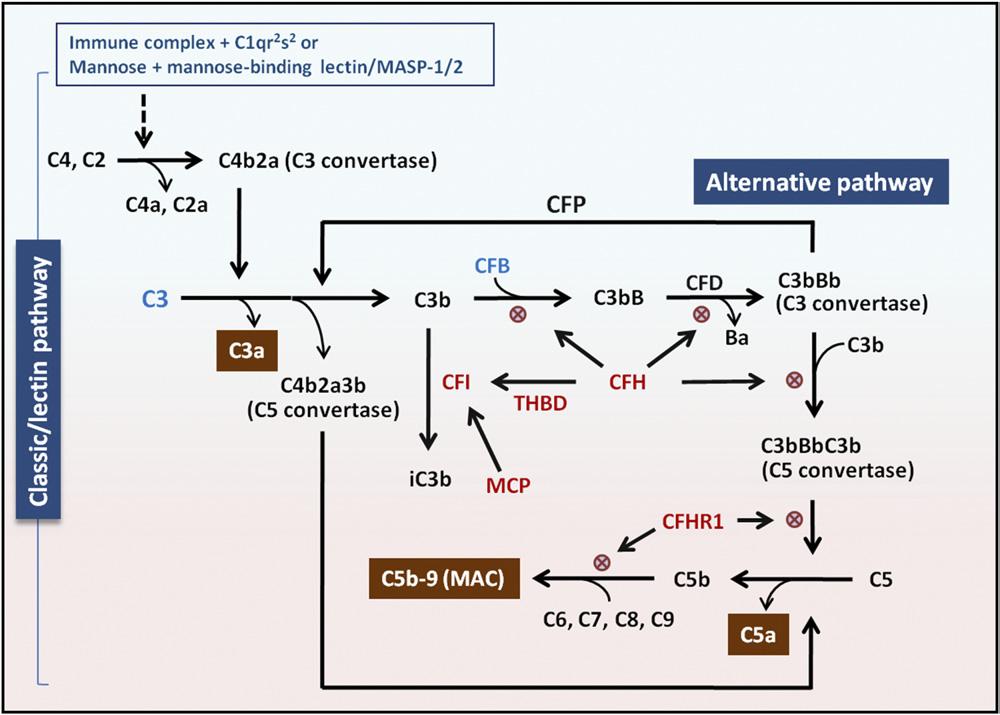 204 The American Journal of Medicine, Vol 126, No 3, March 2013 Figure 4 Activation and regulation of the complement system.