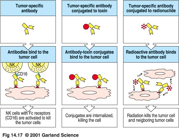 Tumor-Targeted Antibodies or drug
