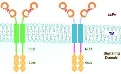 Transfer of T cells modified to express a chimeric receptor targeting CD19 has achieved unprecedented success in the therapy of B