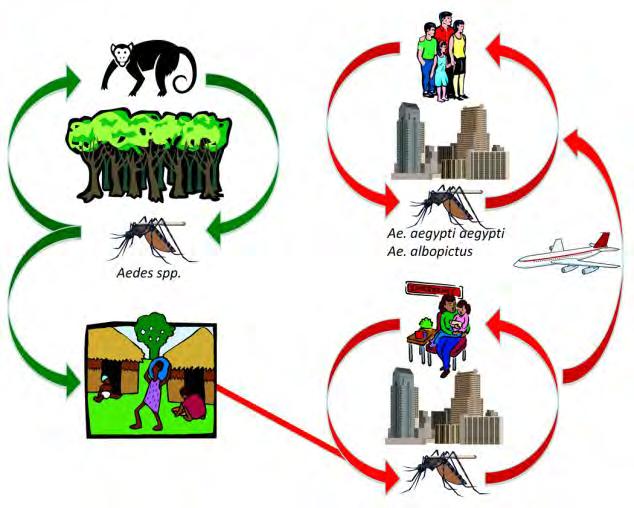 Epidemiological cycle Sylvatic cycle non-human primates, rodents, birds, small mammals Urban cycles Tomado de: Tsetsarkin K,