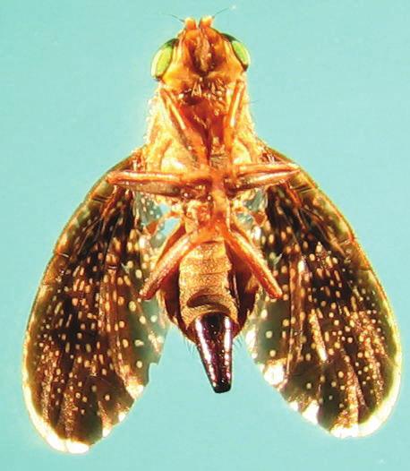 Upon release of parasitoids onto potted plants, responses of the parasitoids to eggs and larvae of E. xanthochaeta on the lantana plant and C.