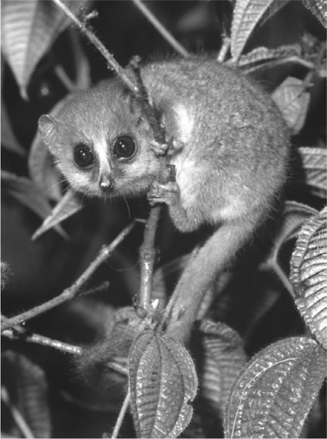 Lemurs are primates, which is an order of mammals that also includes monkeys and apes. Lemur species vary widely in habitat, diet, size, and color.