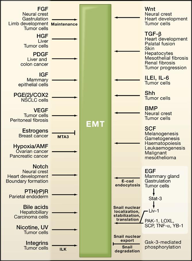 Figure 2.5. EMT signaling pathways in embryonic development and human pathologies.