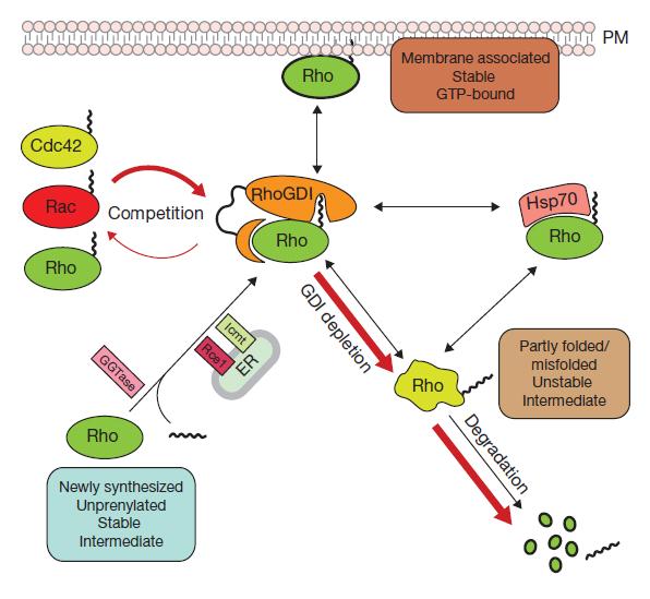 Figure 2.10. Regulation of Rho GTPase homeostasis by RhoGDI. Red arrows indicate partly folded or misfolded intermediates.