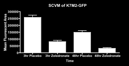 Placebo ) or ZOL pre-treated ( Zoledronate ; 10 µm for 48 hours) K7M2-GFP cells.