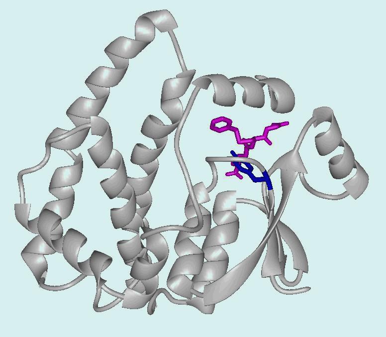 III. Glutathione S-transferases Structures: verall