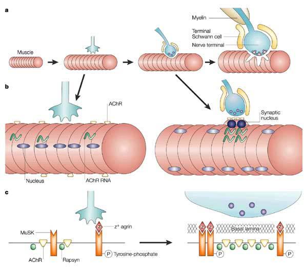 1. Nerve secretes Agrin 2. Agrin stimulatesmusk 3. MuskK via rapsyn clusters AChRs 4.