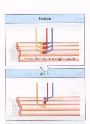 In all fast muscle fibers multiple motoneurons initially innervate each muscle