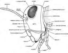 Segments in insects are organized into three major tagmata. Head Thorax Abdomen Tagmosis Terminology (Yay!) Dorsal: Dorsum: entire upper portion of an insect.