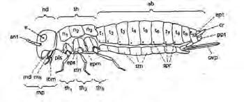 Segments are readily distinguished. How? Wings are on meso- and metahorax (pterothorax). Thoracic structures. Legs Thoracic terga = nota (e.g. mesonotum).