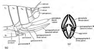 Female Genitalia Female Genitalia Appendages (valves) of 8th and 9th segments