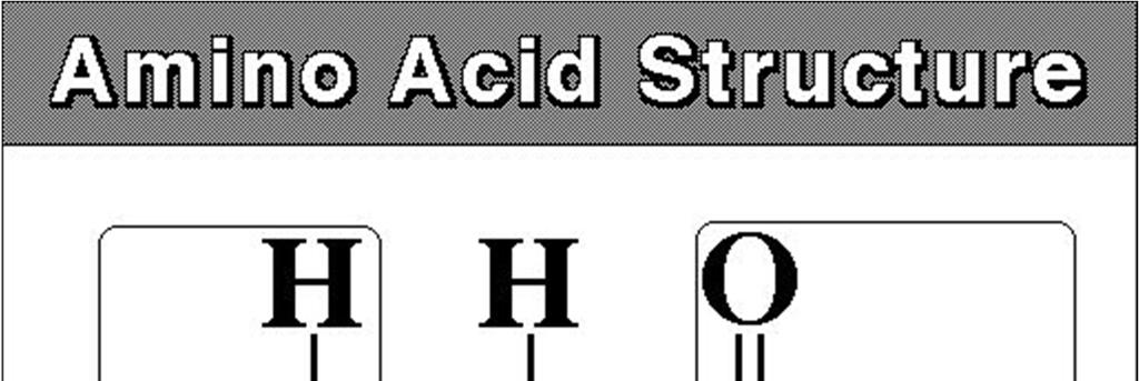 Amino Acids (AA) Amino acids (AA) are