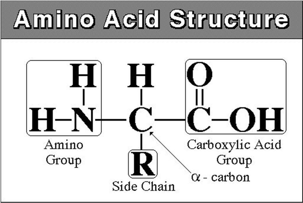 Amino Acids Side chain differentiates AA 4 primary