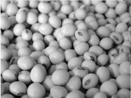products Whole soybeans Soybean meals (low phytate; low