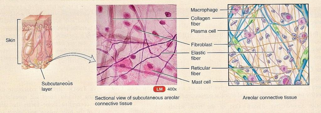 decrease in the length, number of fiber branches, and relative collagen density in comparison to the controls.