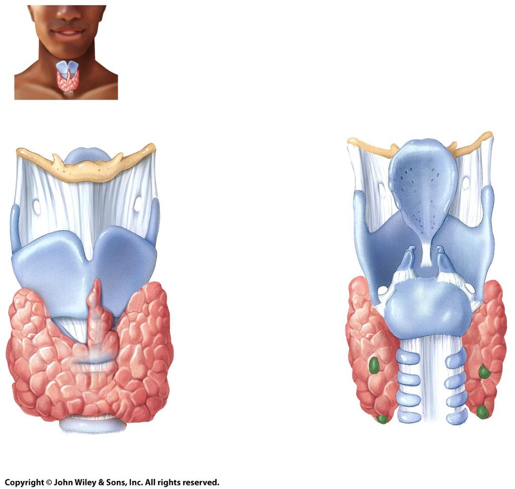 Uvula Palatine tonsil Fauces OROPHARYNX Epiglottis LARYNGOPHARYNX Esophagus Trachea (a) Anterolateral view of external portion of nose showing