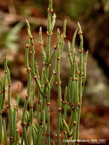 - The coughrelieving Ephedra sinica properties of